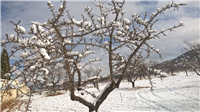 Nevada en El Baul Febrero 2018