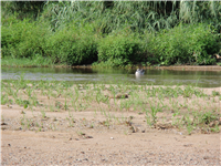 Excursión rio Tordera