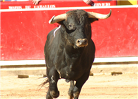 Locos por los toros